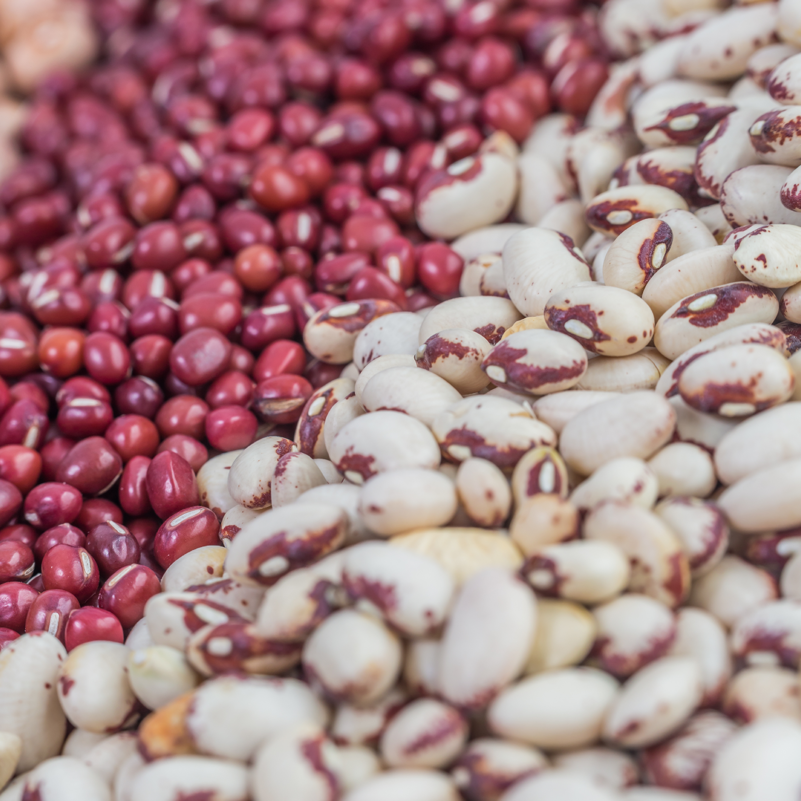 Agribusiness Products